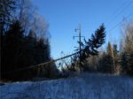 В Псковской области участились случаи нарушения работы ЛЭП из-за незаконной рубки леса