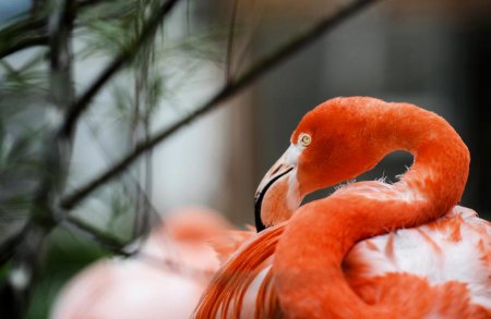 Орнитологи: Голуби - близкие родственники фламинго