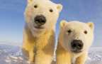 Белые медведи взяли в осаду российскую полярную метеостанцию