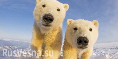 Белые медведи взяли в осаду российскую полярную метеостанцию