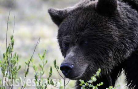 Пострадавший от паводка Уссурийск подвергся нашествию голодных медведей