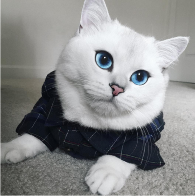Кот с нежно-голубыми глазами стал звездой Интернета