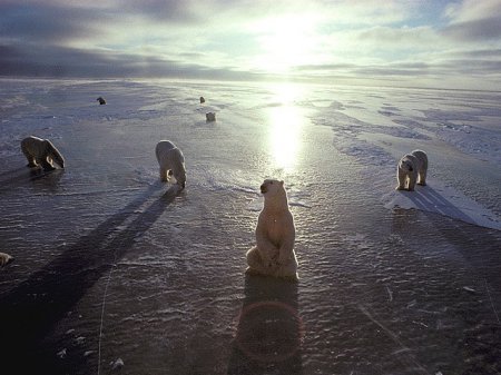 Россия предъявила доказательства для расширения границ в Арктике