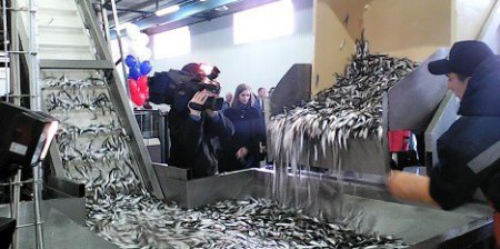 «В Ленинградской области запущен комплекс по береговой переработке рыбы» Но ...