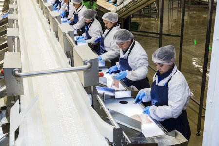 «В Мурманской области открыта новая рыбоперерабатывающая фабрика» Новые и модернизированные предприятия агропрома
