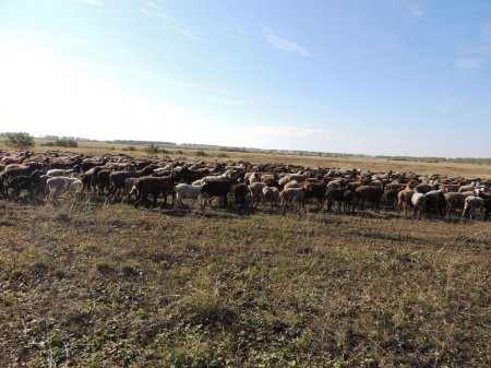 «В Пензенской области открыли овцеводческое хозяйство» Новые и модернизированные предприятия агропрома