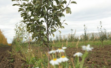 ««Сады Придонья» заложили новый яблоневый сад в Пензенской области» Сельское хозяйство