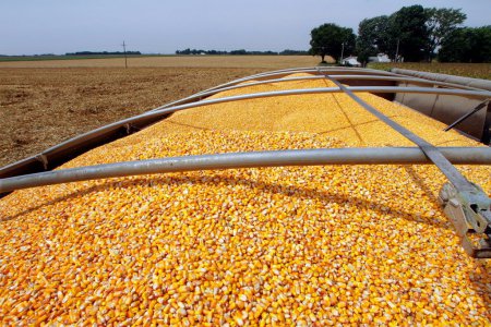 «Россия начала экспорт кукурузы во Вьетнам» Экспорт