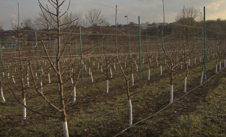 «Новый яблоневый сад заложен в Белгородской области» Сельское хозяйство