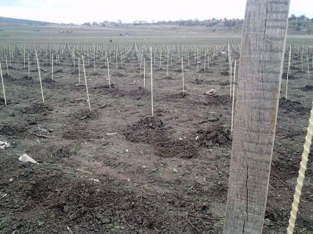 «В Севастополе продолжается закладка новых виноградников» Сельское хозяйств ...