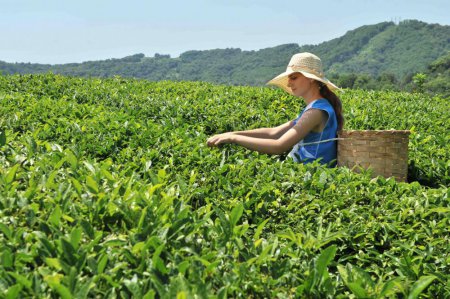 «В Сочи собрали рекордный урожай чая» Сельское хозяйство