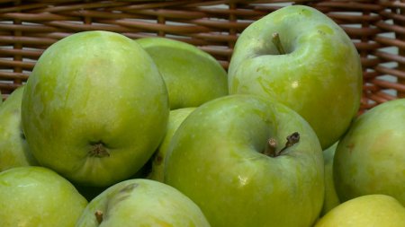 «Рязанская область расширяет площади яблоневых садов и ягодников» Сельское хозяйство