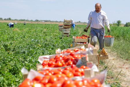 «Сельское хозяйство России: итоги 2016 года» Сельское хозяйство