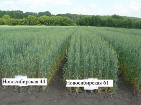 «Перспективный сорт пшеницы создали сибирские селекционеры» Сельское хозяйство