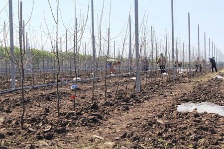 «Новый яблоневый сад заложен на Ставрополье» Сельское хозяйство