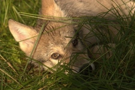 Волки научили меня искренности -история учёного, которого приняла волчья семья