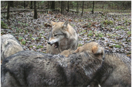 Волки научили меня искренности -история учёного, которого приняла волчья семья