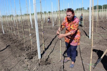 «Садоводы Карачаево-Черкесии заложили 32 га первых фруктовых садов интенсивного типа» Сельское хозяйство