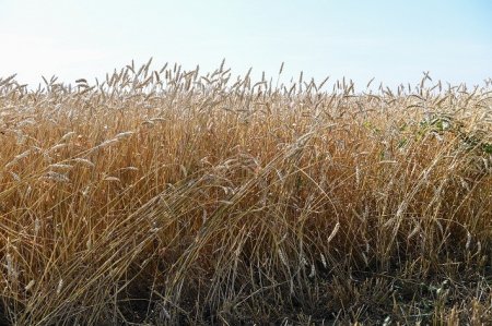 «Египет снова закупил только российскую пшеницу» Экспорт