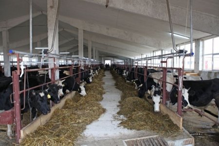 «В Костромской области открылась молочная ферма на 220 голов» Новые и модернизированные предприятия агропрома