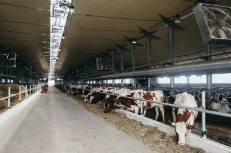 «В Амурской области открыли новый молочный комплекс» Новые и модернизированные предприятия агропрома