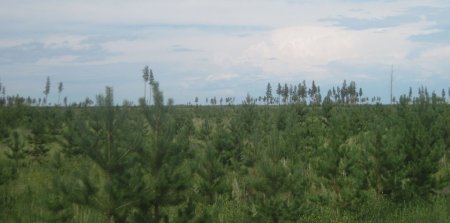 «Новый лес высадили на площади 3,9 тыс. га в Алтайском крае» Лесоводство, Рыбоводство, Экология