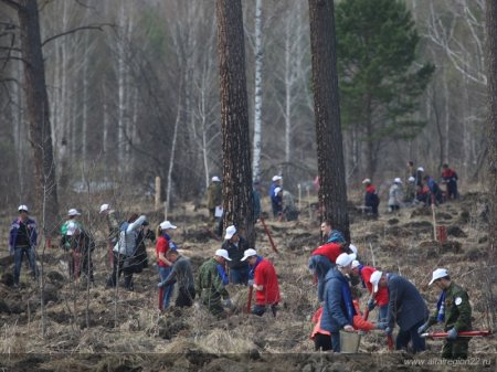 Живи, лес! В Алтайском крае высадили более 500 гектаров леса Лесоводство, Р ...