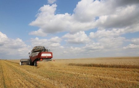 Крым экспортировал 600 тысяч тонн пшеницы за рубеж Экспорт