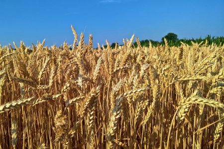 Украина за пять дней исчерпала годовые квоты на экспорт пшеницы и кукурузы  ...