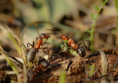 Хоровод муравьёв вокруг звонящего iPhone сняли на видео