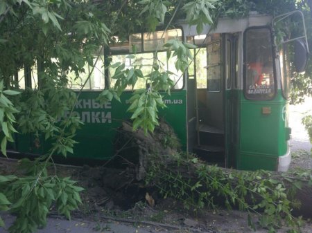 В Запорожье на троллейбус упало дерево, двое пострадавших