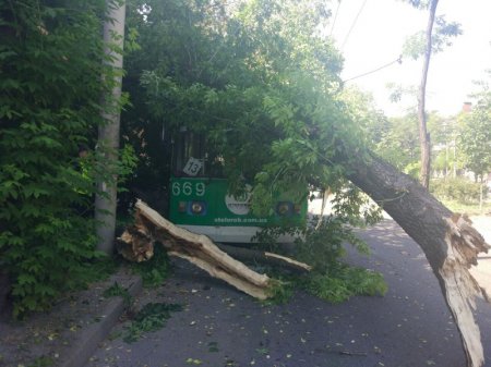 В Запорожье на троллейбус упало дерево, двое пострадавших