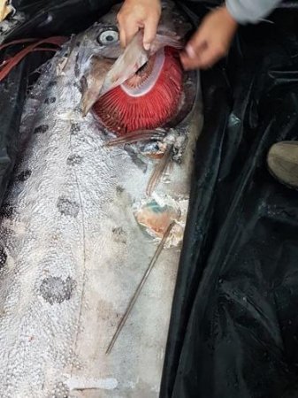 Рыбаки выловили гигантскую рыбу с телом змеи