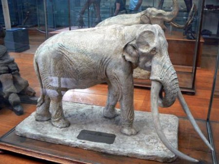 Самое древнее животное найдено в Алжире