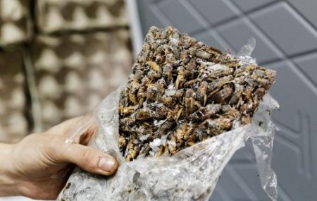 Ученые сообщили о пользе употребления насекомых