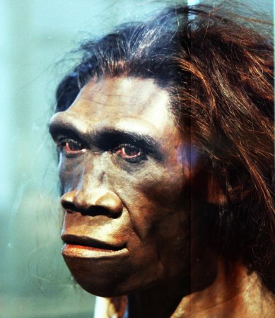 «Они были ленивы»: Учёные рассказали, почему вымерли Homo erectus