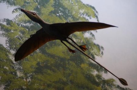 Археологи обнаружили скелет птицеподобного динозавра в Китае