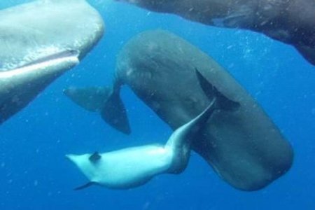 Океанологи: Кашалоты приняли в свою стаю дельфина-инвалида
