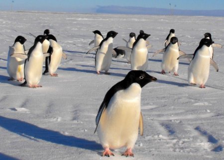 В Антарктиде найдены кладбища пингвинов, погибших столетия назад