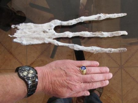 В руке пришельца из Перу нашли следы ДНК