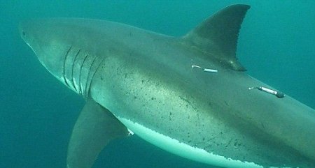 В Тихом океане ученые обнаружили гигантское логово белых акул