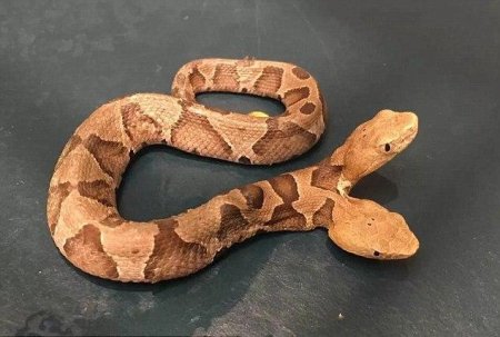 На территории США эксперты обнаружили редкую двуглавую змею