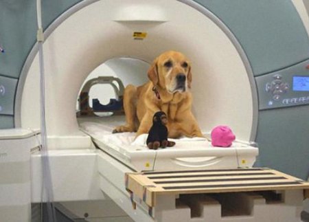 Ученые: Мозг собаки способен отличать внятную речь от тарабарщины