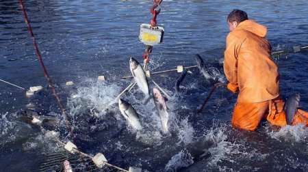 Владимиру Путину доложили об улове рыбы и ценах на икру в 2018 году