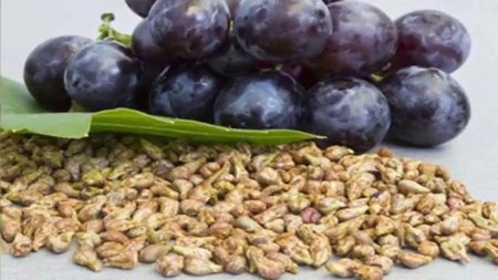 Не плюйтесь виноградными косточками: Они спасают от рака – учёные