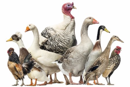 Китай предпочел бразильским курицам российских цыпочек