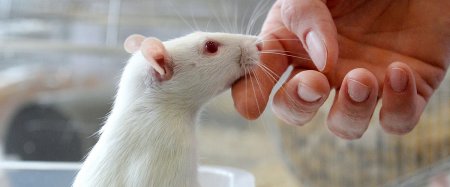 Ученые запустили регенерацию зубов у мышей