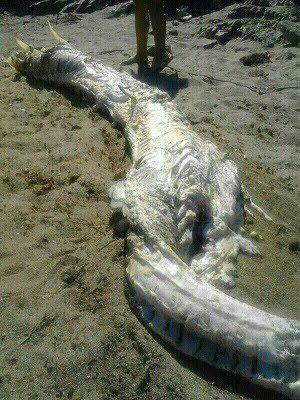 Черноморский потрошитель: На берег выбросило труп дракона с Нибиру пожиравшего туристов – эксперт