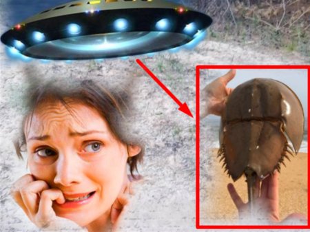 Младенец плазмосос: В Геленджике туристы нашли труп пришельца