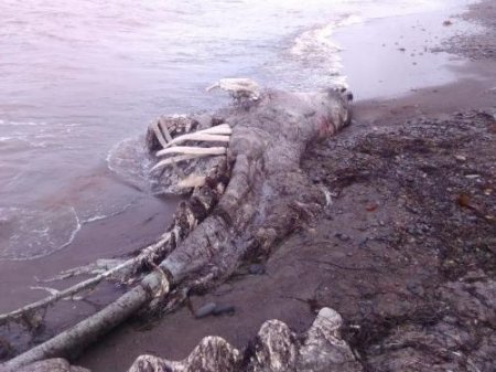 На Сахалине выловили настоящего динозавра. Существо не смогли идентифициров ...